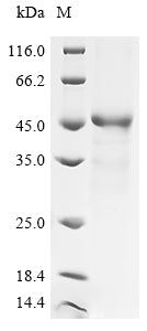 Greater than 85% as determined by SDS-PAGE.Recombinant Human Membrane Cofactor Protein (CD46) Protein (GST)