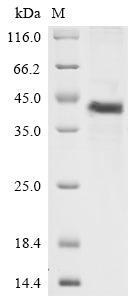 Greater than 85% as determined by SDS-PAGE.Recombinant Human Complement Decay-Accelerating Factor (CD55) Protein (His-GST&Myc)