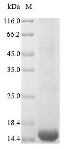 Greater than 85% as determined by SDS-PAGE.Recombinant Human Cd63 Antigen (CD63) Protein (His)