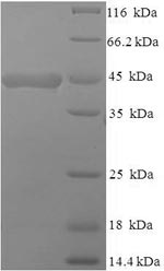 Greater than 90% as determined by SDS-PAGE.