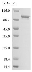 Greater than 85% as determined by SDS-PAGE.