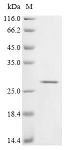 Greater than 85% as determined by SDS-PAGE.Recombinant Dog T-Cell Surface Glycoprotein Cd8 Alpha Chain (CD8A) Protein (His)
