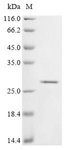 Greater than 85% as determined by SDS-PAGE.