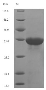 Greater than 90% as determined by SDS-PAGE.Recombinant Human T-Cell Surface Glycoprotein Cd8 Alpha Chain (CD8A) Protein (His-SUMO)