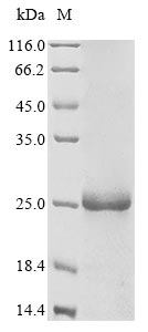 Greater than 85% as determined by SDS-PAGE.