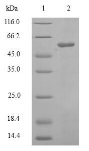Greater than 90% as determined by SDS-PAGE.