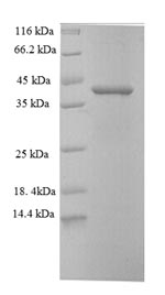 Greater than 90% as determined by SDS-PAGE.