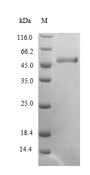 Greater than 90% as determined by SDS-PAGE.