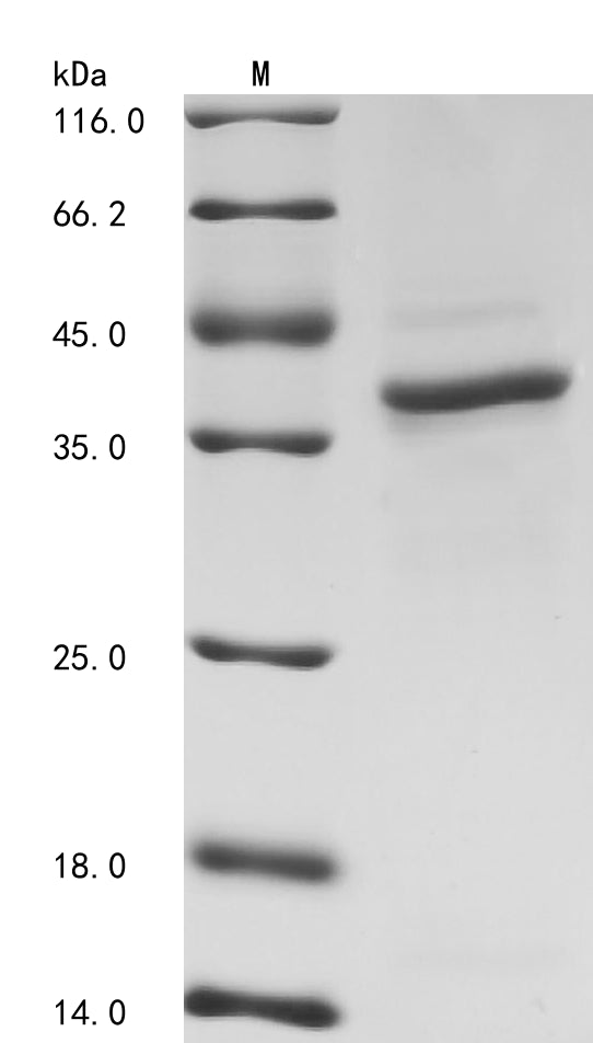 Greater than 85% as determined by SDS-PAGE.Recombinant Human Cyclin-Dependent Kinase 7 (CDK7)