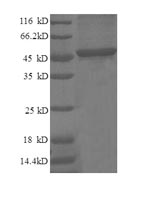 Greater than 90% as determined by SDS-PAGE.