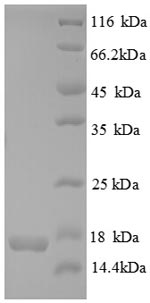 Greater than 90% as determined by SDS-PAGE.