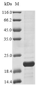 Greater than 85% as determined by SDS-PAGE.