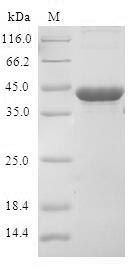 Greater than 90% as determined by SDS-PAGE.