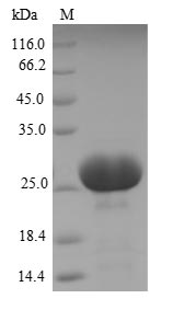 Greater than 90% as determined by SDS-PAGE.Recombinant Human Carcinoembryonic Antigen-Related Cell Adhesion Molecule 3 (CEACAM3) Protein (His-SUMO)