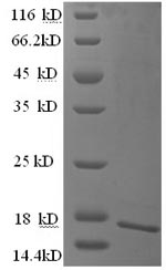 Greater than 90% as determined by SDS-PAGE.Recombinant Human Carcinoembryonic Antigen-Related Cell Adhesion Molecule 4 (CEACAM4) Protein (His)