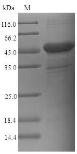 Greater than 90% as determined by SDS-PAGE.Recombinant Human Carcinoembryonic Antigen-Related Cell Adhesion Molecule 6 (CEACAM6) Protein (His-SUMO)