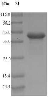 Greater than 90% as determined by SDS-PAGE.Recombinant Human Carcinoembryonic Antigen-Related Cell Adhesion Molecule 7 (CEACAM7) Protein (His-SUMO)