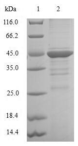 Greater than 90% as determined by SDS-PAGE.
