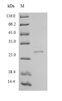 Greater than 90% as determined by SDS-PAGE.Recombinant Human Chymotrypsin-Like Elastase Family Member 2A (CELA2A) Protein (His)