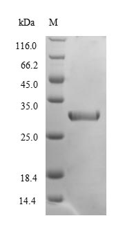 Greater than 90% as determined by SDS-PAGE.Recombinant Mouse Chymotrypsin-Like Elastase Family Member 2A (CELA2A) Protein (His)