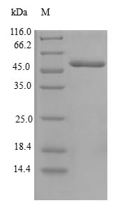 Greater than 90% as determined by SDS-PAGE.Recombinant Human Centromere Protein H (CENPH) Protein (GST)