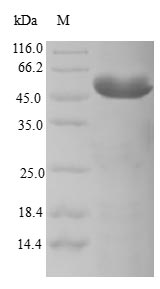 Greater than 90% as determined by SDS-PAGE.Recombinant Human Centromere Protein K (CENPK) Protein (GST)