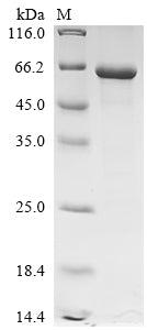 Greater than 90% as determined by SDS-PAGE.