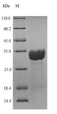Greater than 90% as determined by SDS-PAGE.