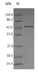 Greater than 90% as determined by SDS-PAGE.