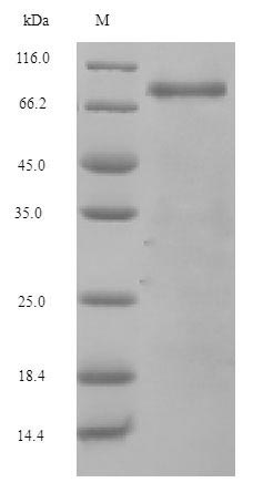 Greater than 90% as determined by SDS-PAGE.Recombinant Mouse Complement Factor B (CFB) Protein (His)
