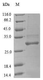 Greater than 90% as determined by SDS-PAGE.