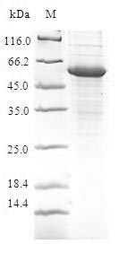 Greater than 90% as determined by SDS-PAGE.Recombinant Human Craniofacial Development Protein 1 (CFDP1) Protein (GST)