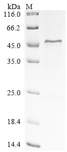 Greater than 85% as determined by SDS-PAGE.Recombinant Human Complement Factor H (CFH) Protein (His)