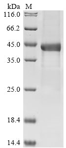 Greater than 85% as determined by SDS-PAGE.Recombinant Human Complement Factor H-Related Protein 1 (CFHR1) Protein (His-GST&Myc)