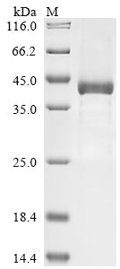 Greater than 85% as determined by SDS-PAGE.Recombinant Human Complement Factor I (CFI) Protein (His-GST&Myc)