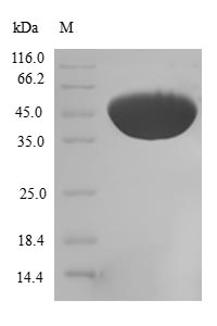 Greater than 90% as determined by SDS-PAGE.Recombinant Human Cofilin-2 (CFL2) Protein (GST)