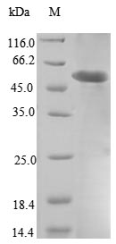 Greater than 90% as determined by SDS-PAGE.Recombinant Mouse Properdin (CFP) Protein (His)