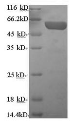 Greater than 90% as determined by SDS-PAGE.