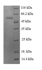 Greater than 90% as determined by SDS-PAGE.Recombinant Human Chromogranin-A (CHGA) Protein (GST)