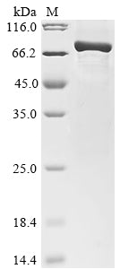Greater than 85% as determined by SDS-PAGE.Recombinant Human Secretogranin-1 (CHGB) Protein (His-GST)