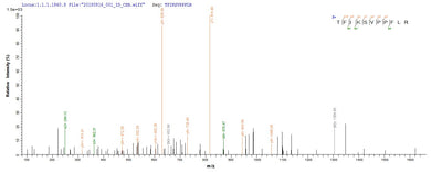 Based on the SEQUEST from database of E.coli host and target protein, the LC-MS/MS Analysis result of this product could indicate that this peptide derived from E.coli-expressed Homo sapiens (Human) CHI3L1.Recombinant Human Chitinase-3-Like Protein 1 (CHI3L1) Protein (His-SUMO&Myc)