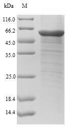 Greater than 90% as determined by SDS-PAGE.Recombinant Human Chitinase-3-Like Protein 1 (CHI3L1) Protein (His-SUMO&Myc)