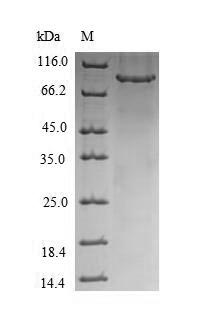 Greater than 90% as determined by SDS-PAGE.
