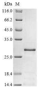 Greater than 85% as determined by SDS-PAGE.Recombinant Human Muscarinic Acetylcholine Receptor M1 (CHRM1) Protein (His)