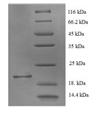 Greater than 90% as determined by SDS-PAGE.Recombinant Rat Muscarinic Acetylcholine Receptor M1 (CHRM1) Protein (His)