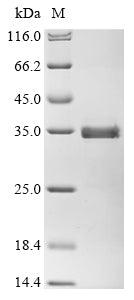 Greater than 90% as determined by SDS-PAGE.Recombinant Human Muscarinic Acetylcholine Receptor M2 (CHRM2) Protein (His)