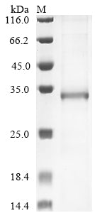 Greater than 85% as determined by SDS-PAGE.Recombinant Human Muscarinic Acetylcholine Receptor M3 (CHRM3) Protein (His)