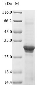 Greater than 90% as determined by SDS-PAGE.Recombinant Human Acetylcholine Receptor Subunit Alpha (CHRNA1) Protein (His)