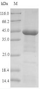 Greater than 90% as determined by SDS-PAGE.Recombinant Human Acetylcholine Receptor Subunit Alpha (CHRNA1) Protein (His-Trx)