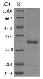 Greater than 85% as determined by SDS-PAGE.Recombinant Tetronarce Californica Acetylcholine Receptor Subunit Alpha (CHRNA1) Protein (His)